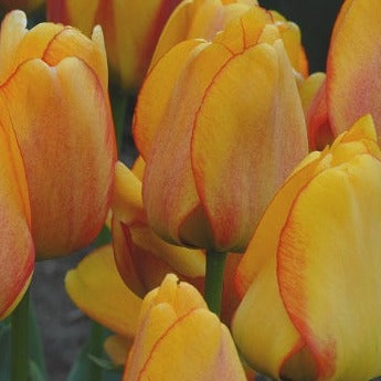 Tulip 'Blushing Apeldoorn'
