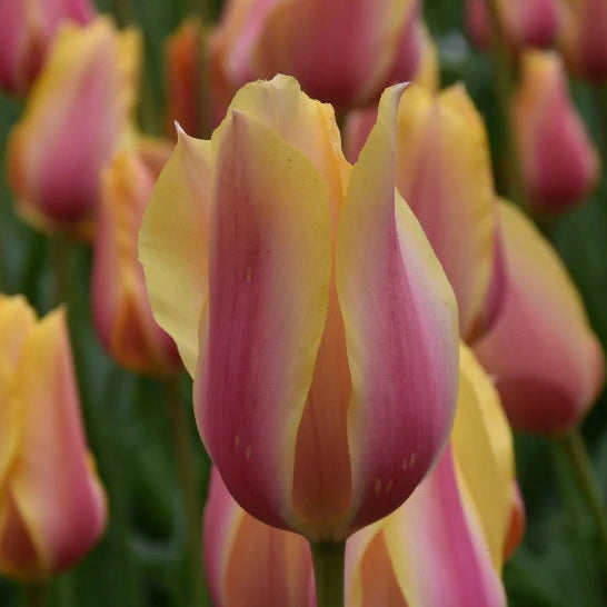 Tulipa 'Blushing Lady'