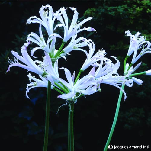 Nerine bowdenii alba