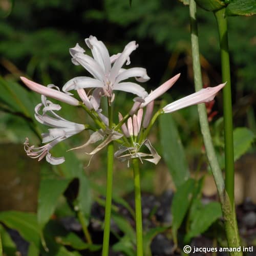 bowdenii 'Albivetta'