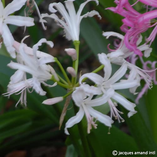 Nerine bowdenii 'Ostara'