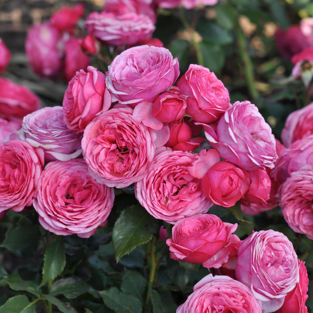 Rosa 'Pink' (Art Vaza Collection)