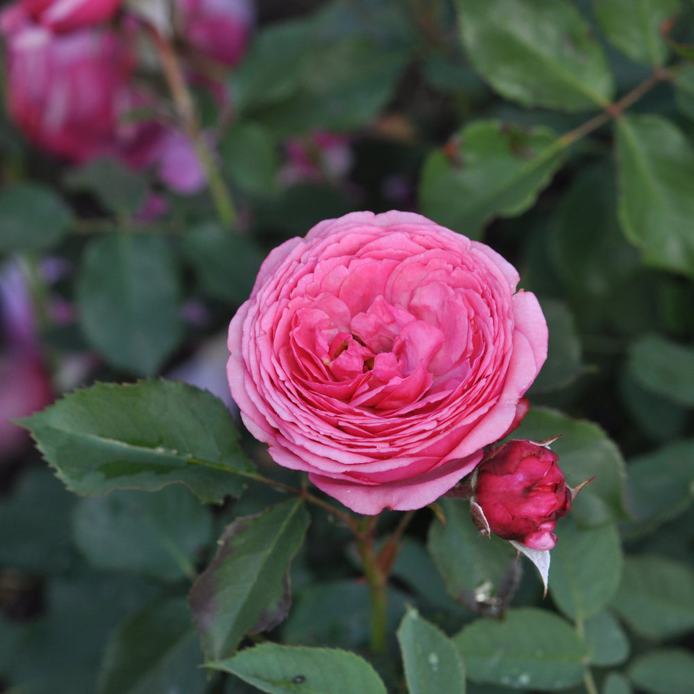 Rosa 'Pink' (Art Vaza Collection)