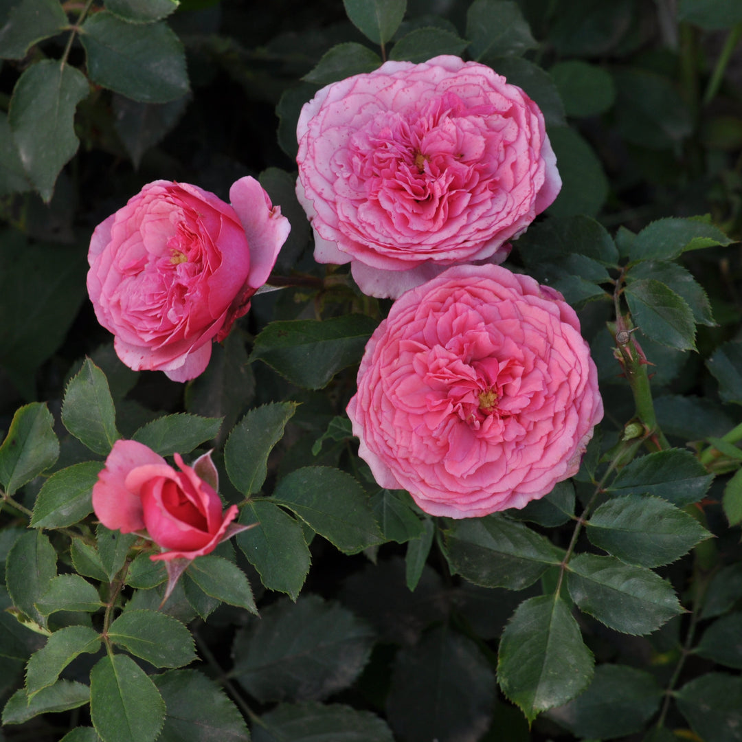 Rosa 'Pink' (Art Vaza Collection)