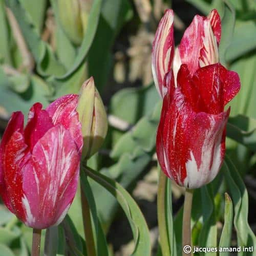 Tulip 'Bridesmaid'