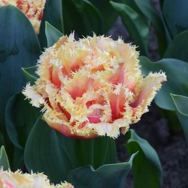 Tulip 'Brisbane'