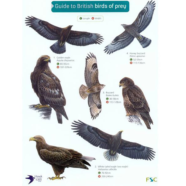 Gardenature Guide to British Birds of Prey