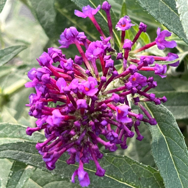 Buddleja davidii 'Little Purple' (Butterfly Candy Series)