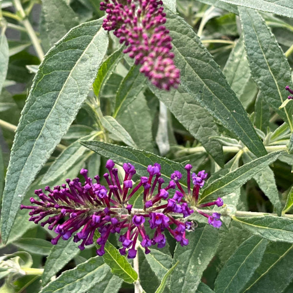 Buddleja davidii 'Little Purple' (Butterfly Candy Series)