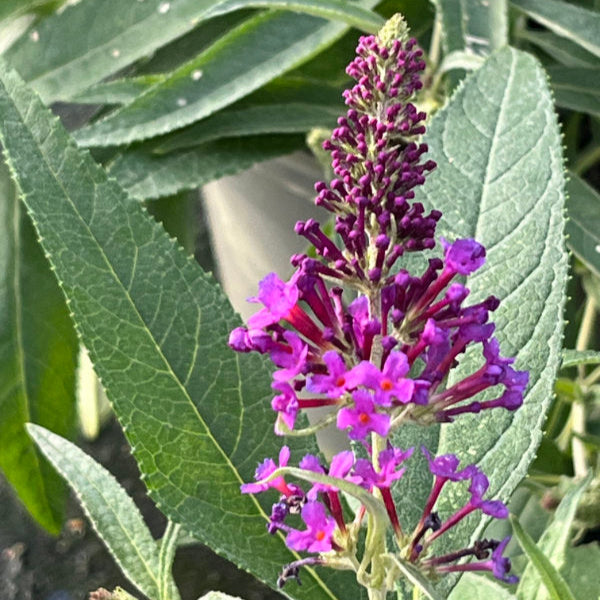 Buddleja davidii 'Little Purple' (Butterfly Candy Series)