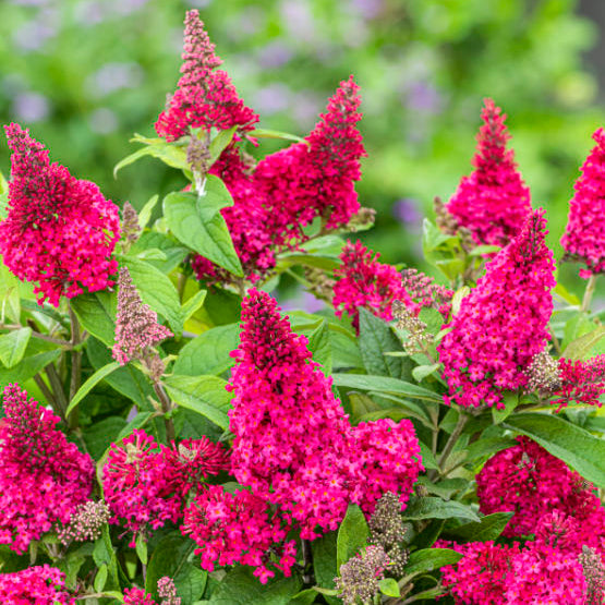 Buddleja davidii 'Little Ruby' (Butterfly Candy Series)