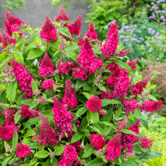 Buddleja davidii 'Little Ruby' (Butterfly Candy Series)