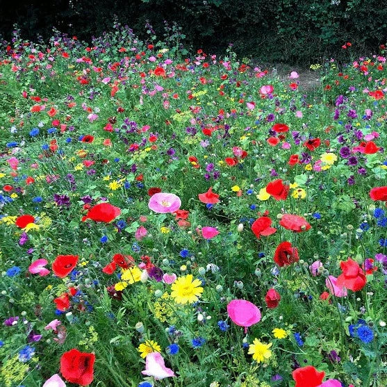 Butterfly Heaven Seed Mix