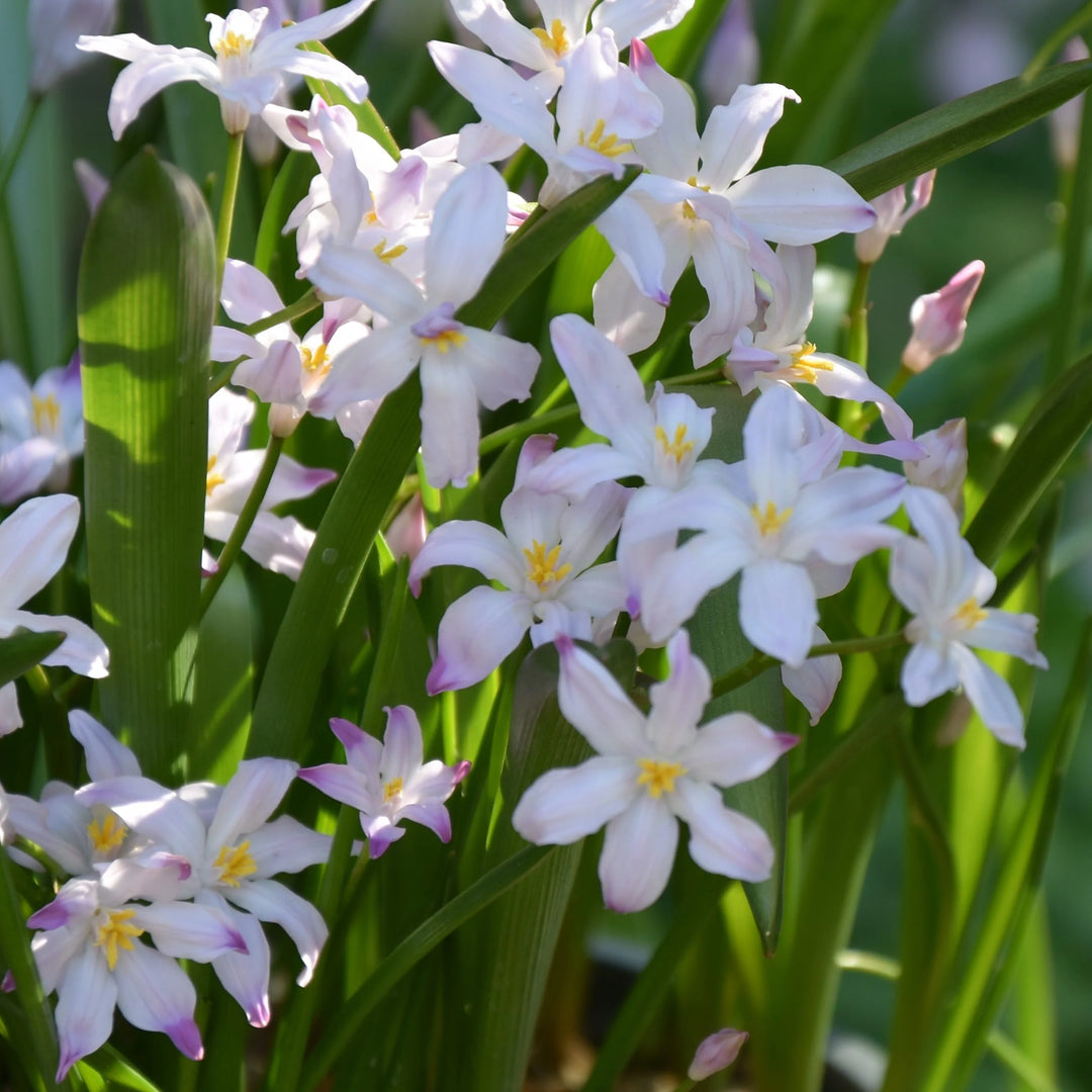 Chionodoxa forbesii 'Rosea' Bulbs