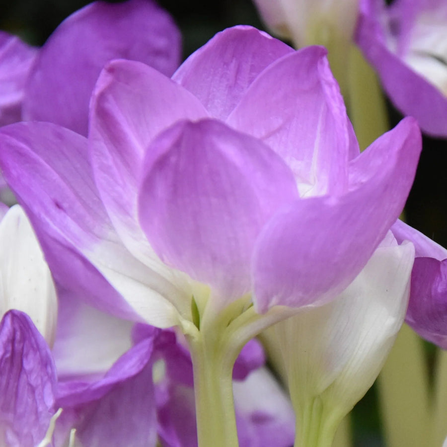 Colchicum bornmuelleri Corms