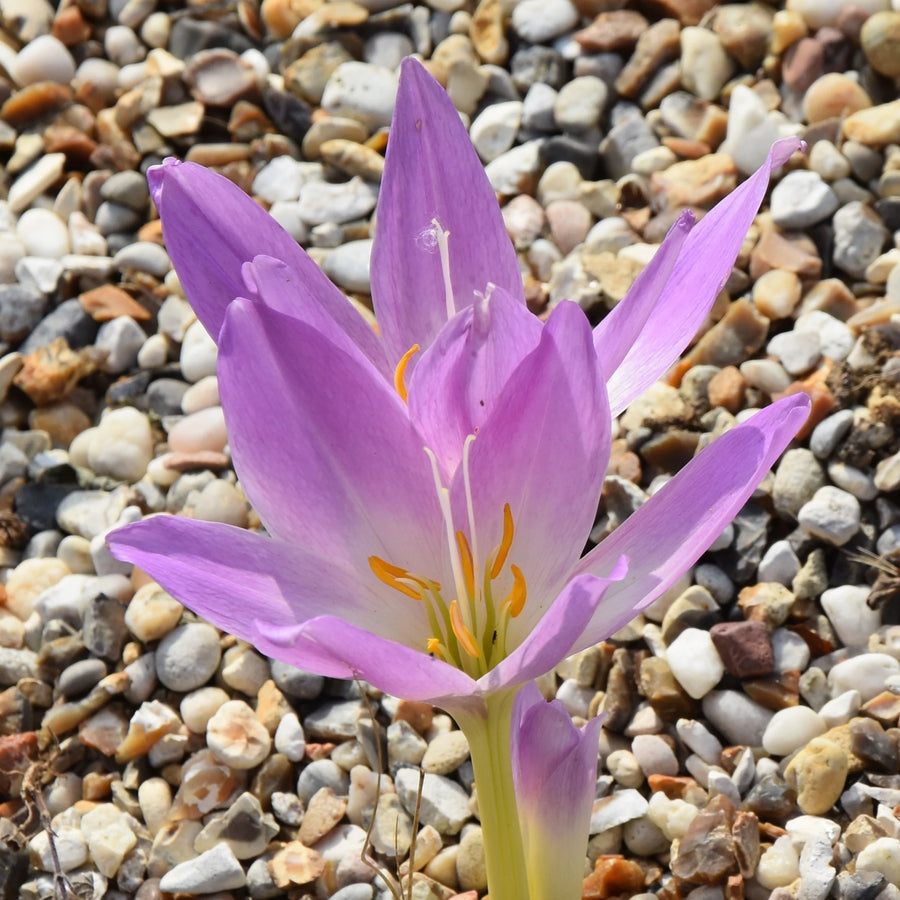 Colchicum speciosum (Giant Meadow Saffron) Corms