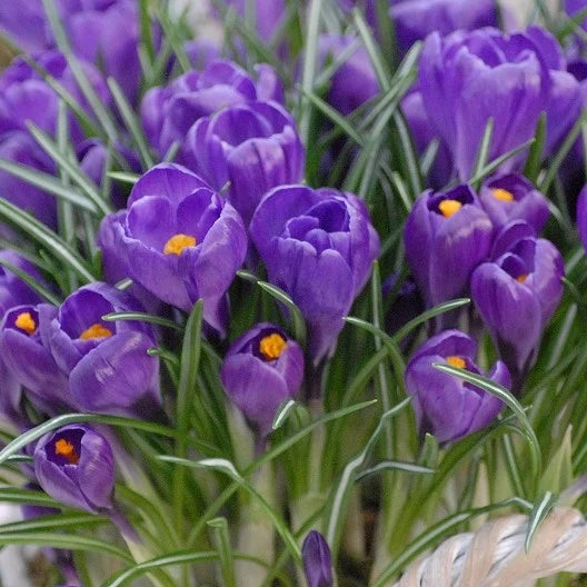 Crocus 'Flower Record' Corms