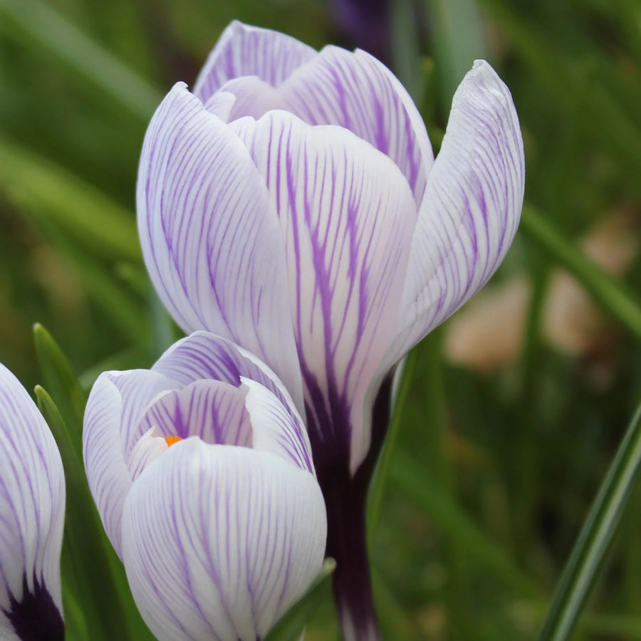 Crocus 'Pickwick' Corms