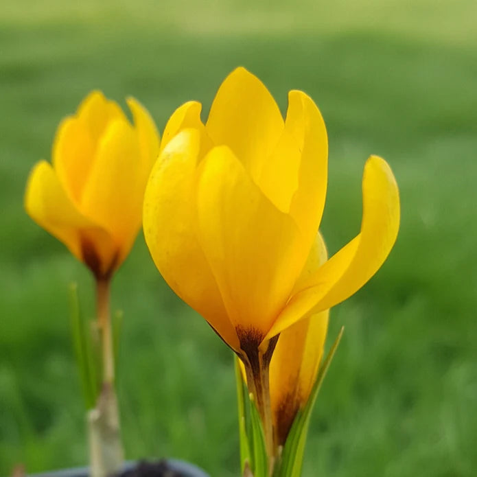 Crocus korolkowii Corms