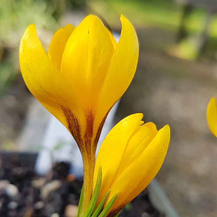 Crocus korolkowii 'Kiss of Spring' Corms