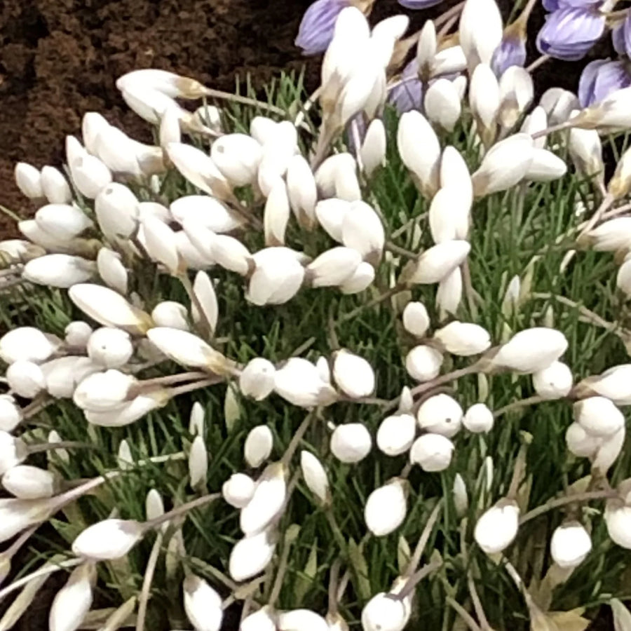 Crocus 'Polar Bear' Corms