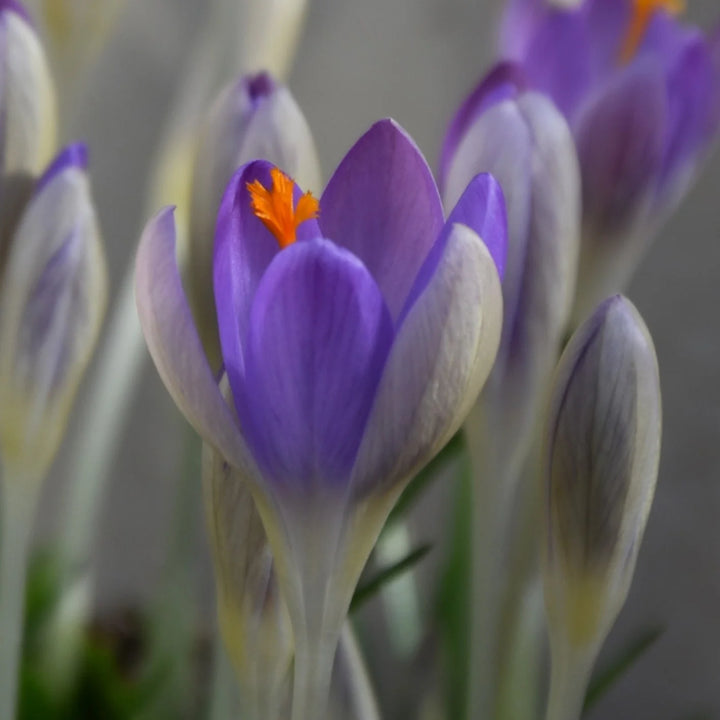 Crocus tommasinianus 'Lilac Beauty' Corms