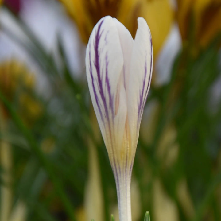 Crocus versicolor 'Picturatus' Corms