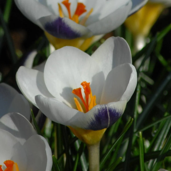 Crocus 'Blue Bird' Corms