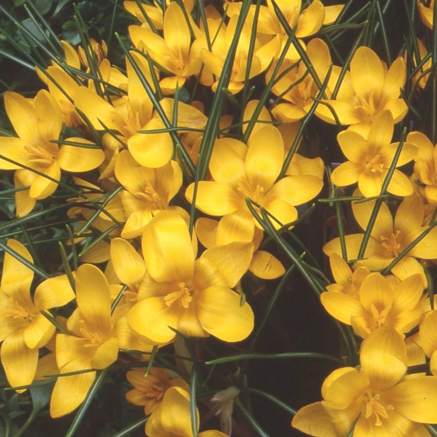 Crocus 'Dorothy' Corms