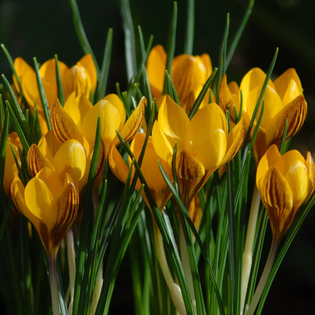 Crocus chrysanthus var. fuscotinctus (Dark-coloured Crocus) Corms