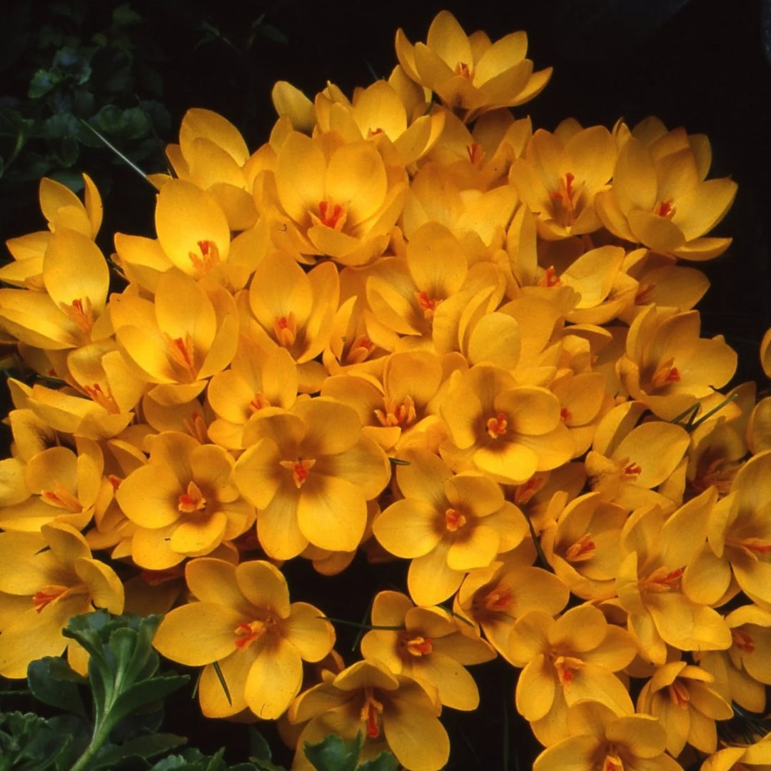 Crocus 'Goldilocks' Corms