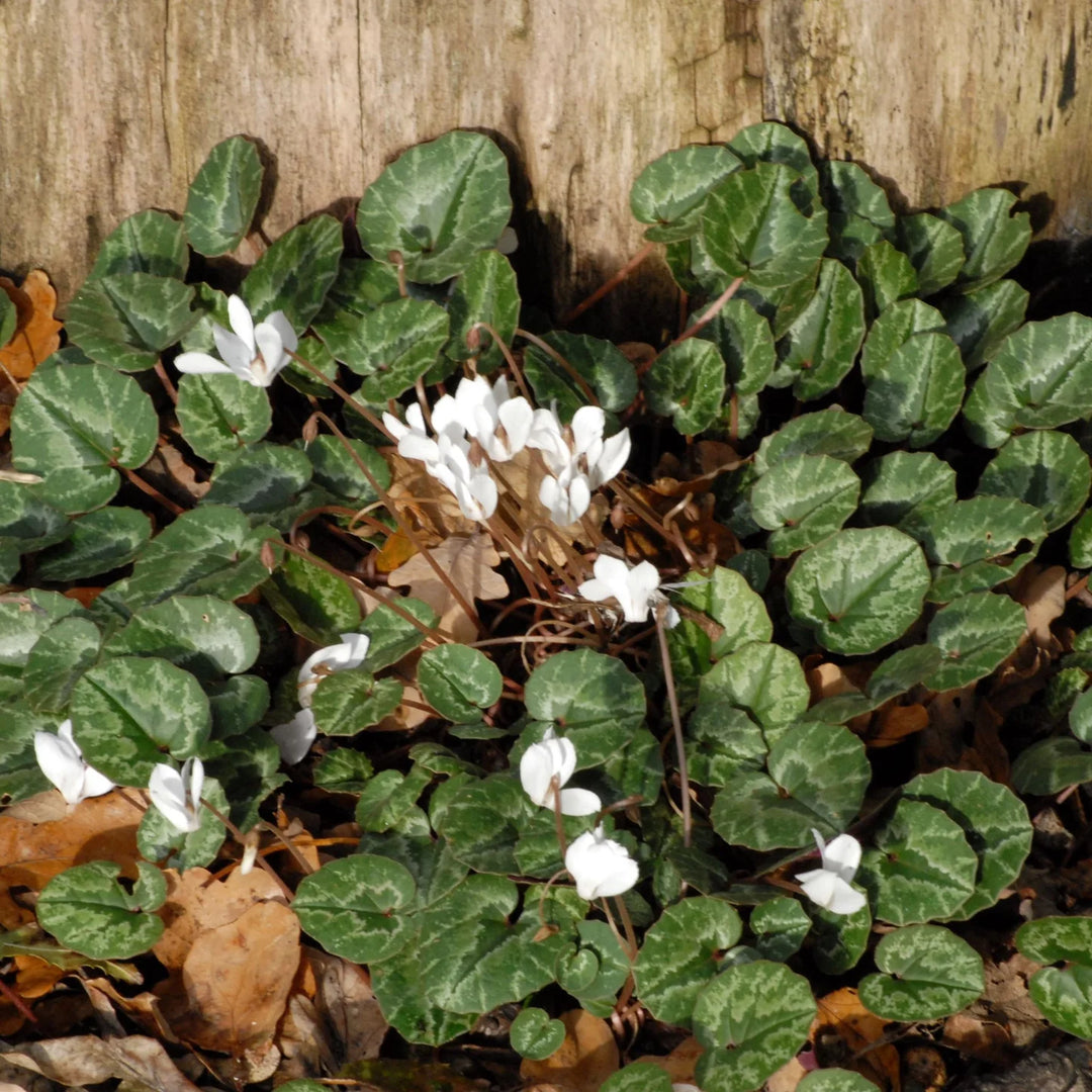Cyclamen cilicium f. album Tubers | White Cilician Cyclamen