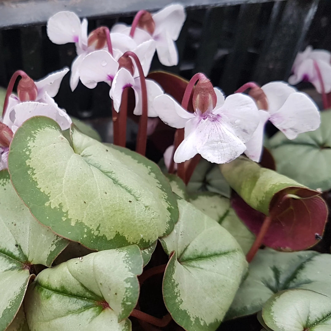 Cyclamen coum 'Maurice Dryden' Tubers | Hardy Cyclamen