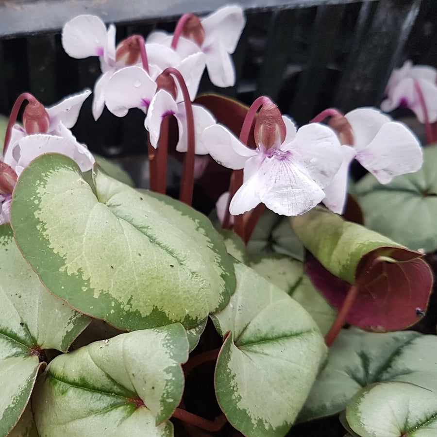 Cyclamen coum 'Maurice Dryden' Tubers | Hardy Cyclamen
