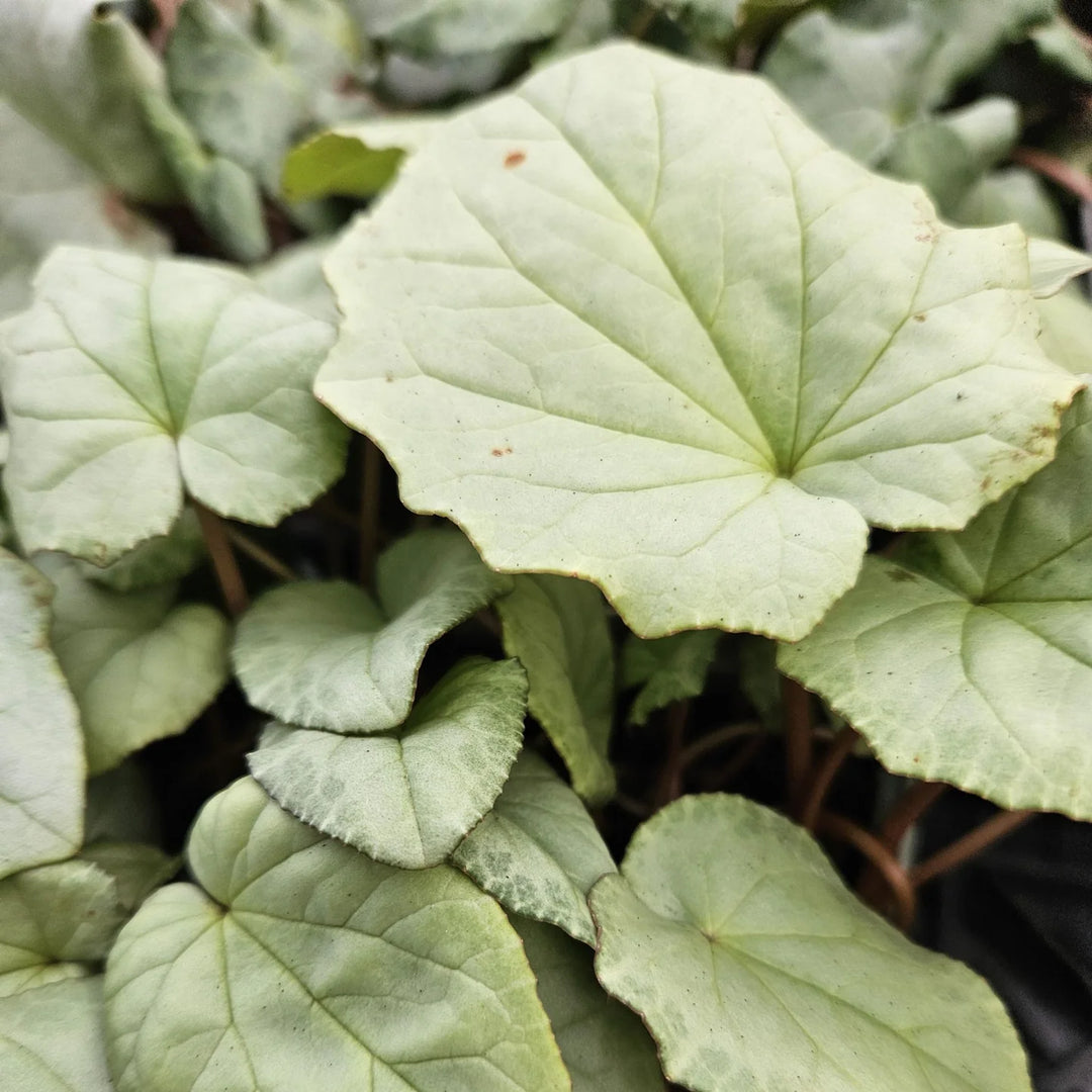 Cyclamen hederifolium 'Silver Leaf Pink' Tubers | Hardy Cyclamen