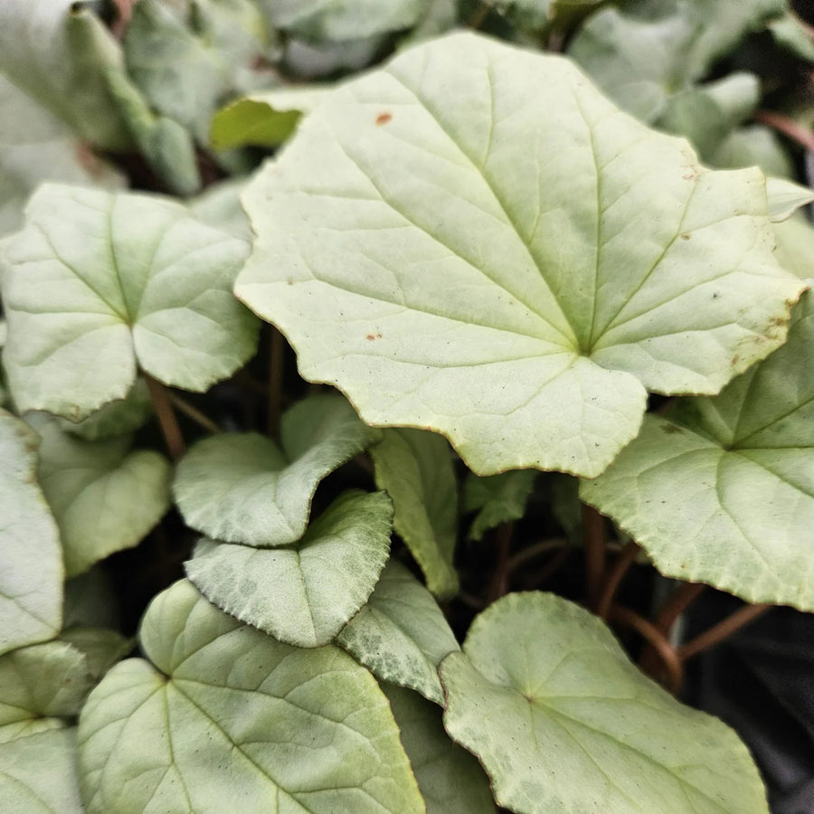 Cyclamen hederifolium 'Silver Leaf Pink' Tubers | Hardy Cyclamen