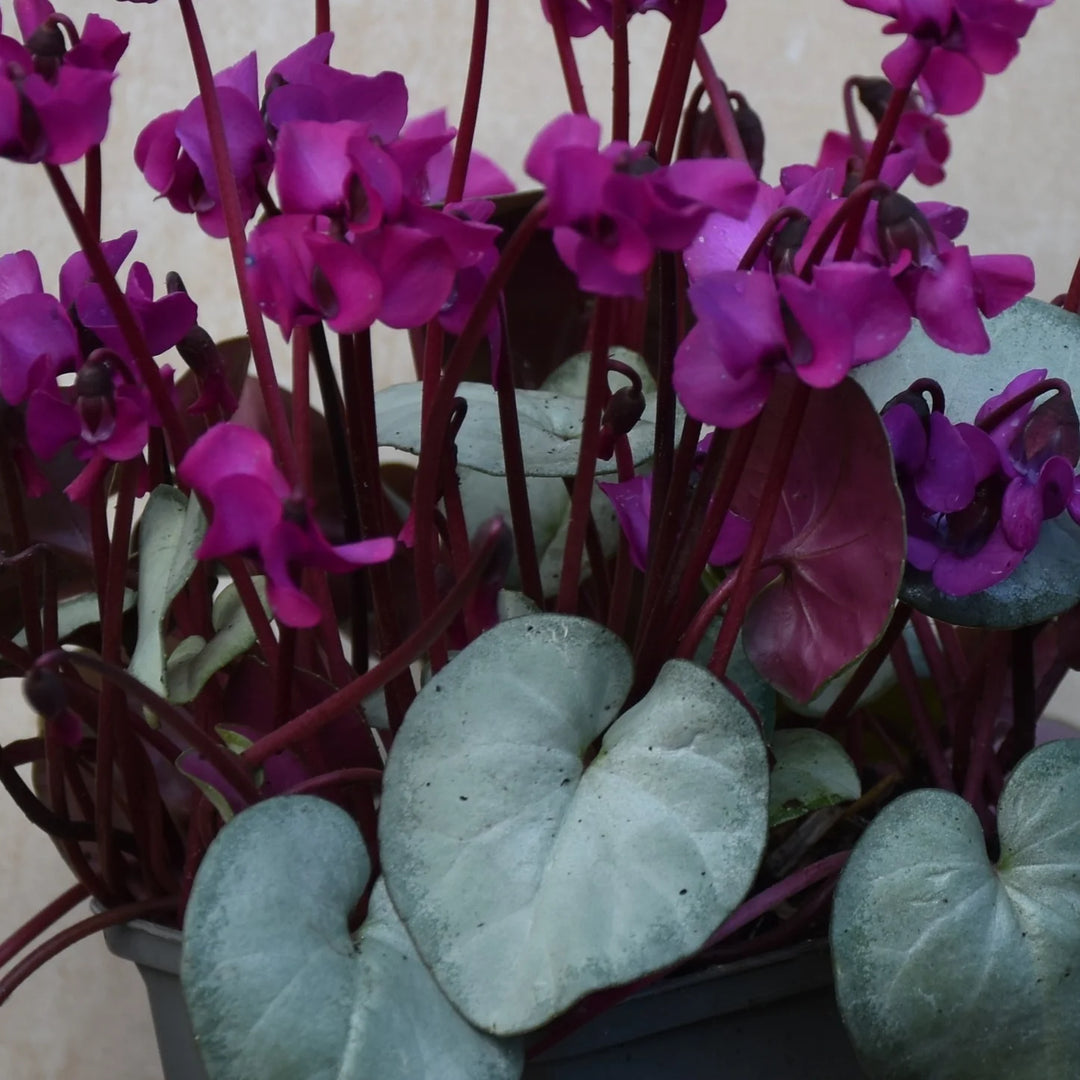 Cyclamen coum 'Silver Leaf Dark Pink' Tubers | Hardy Cyclamen