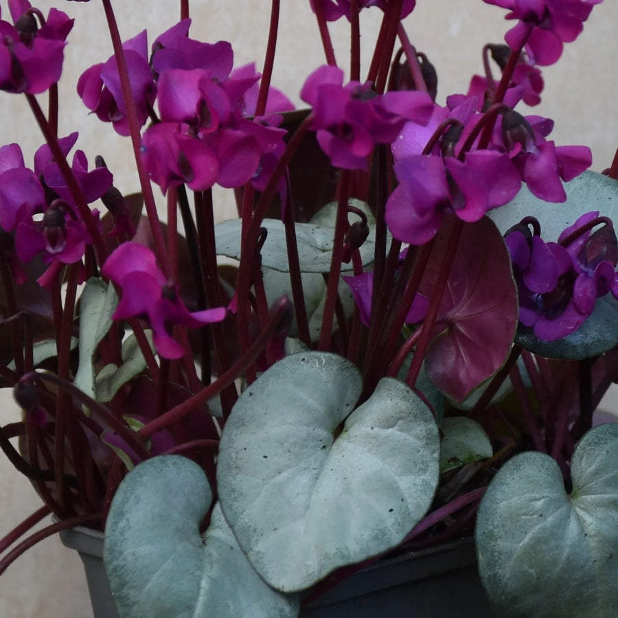 Cyclamen coum 'Silver Leaf Dark Pink' Tubers | Hardy Cyclamen