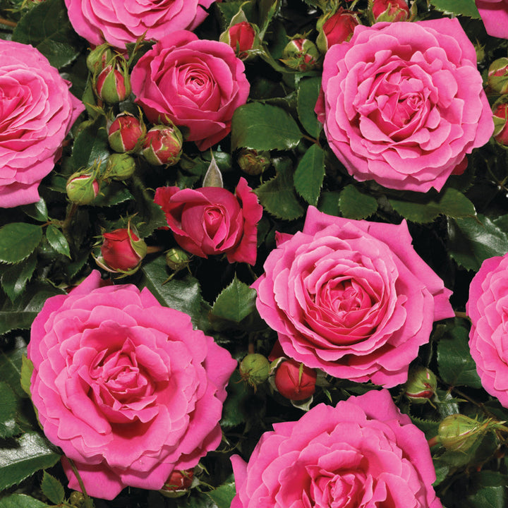 Rosa 'Cardiff'