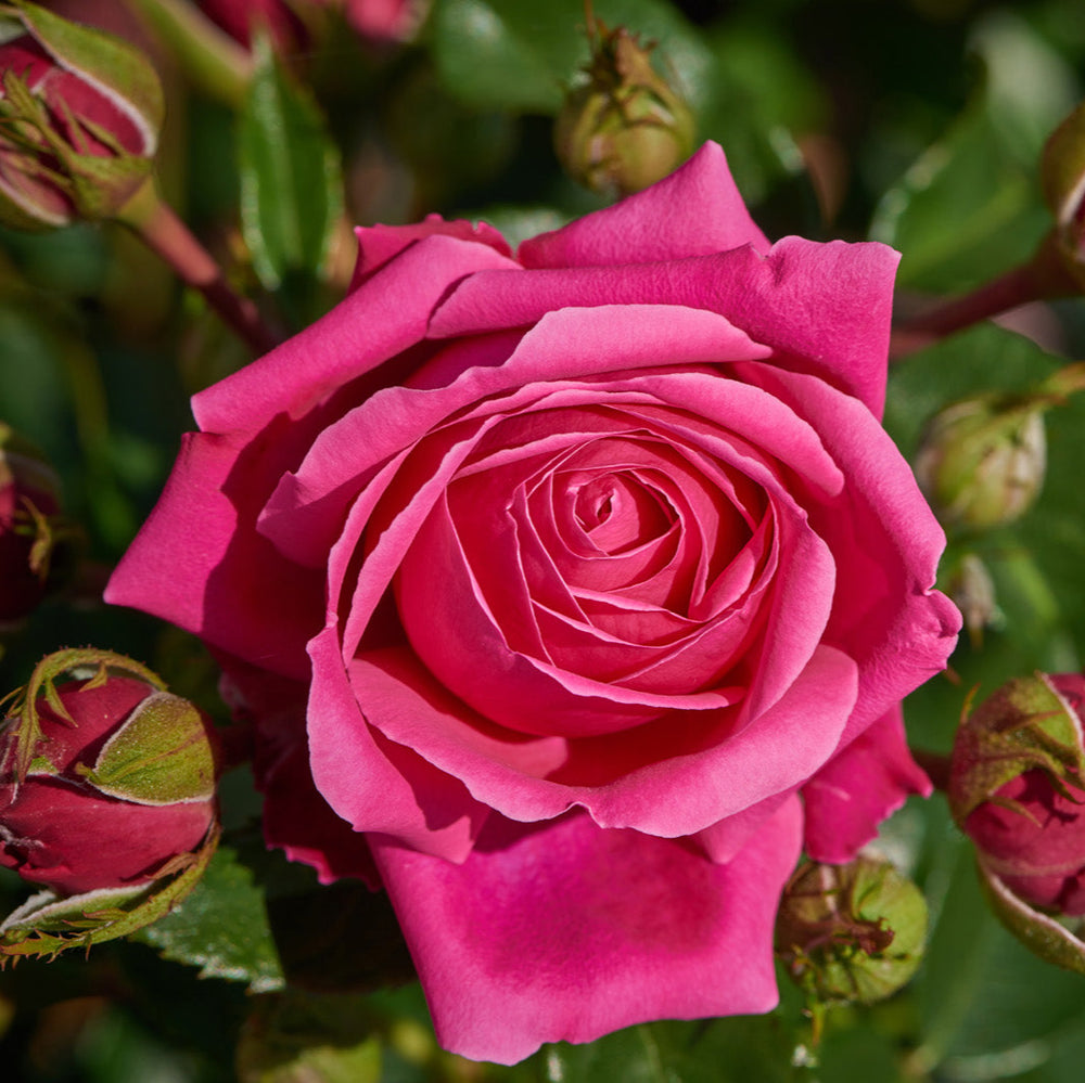 Rosa 'Cardiff'