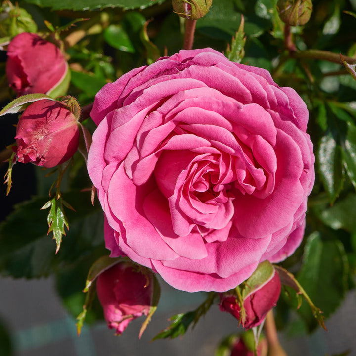 Rosa 'Cardiff'
