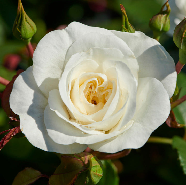 Rosa 'Prague' (Castle Collection)