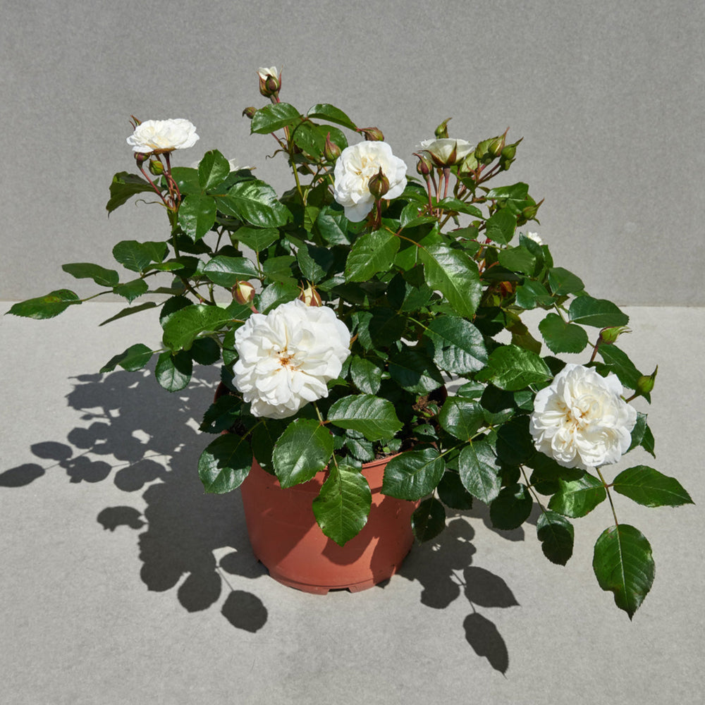 Rosa 'Prague' (Castle Collection)
