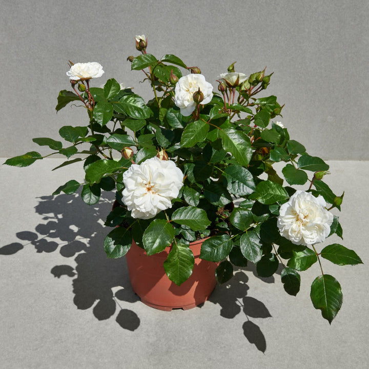 Rosa 'Prague' (Castle Collection)