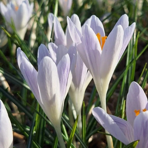 Crocus 'Candle Light' Corms