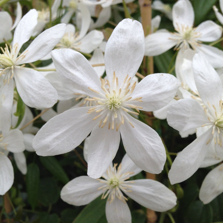 Armandi Snowdrift white flowers with yellow stamens