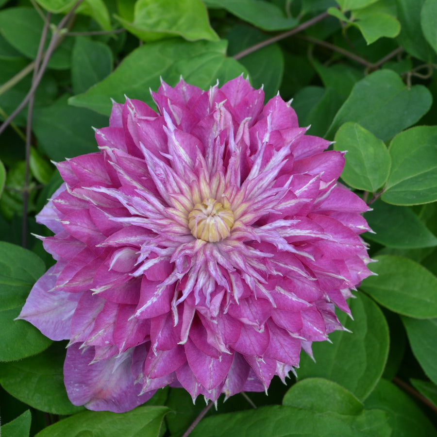 Blushing bridesmaid, purple and pink flower with yellow centre.