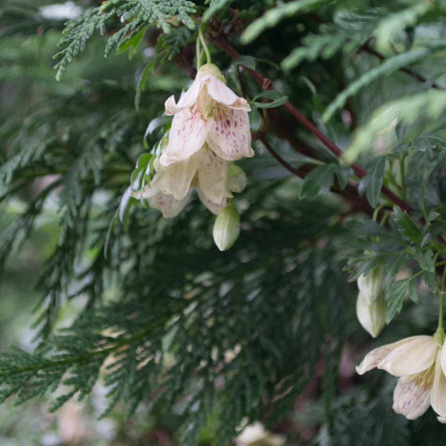 CLEMATISCIRRHOSAFRECKLES white hanging flower with pink spots