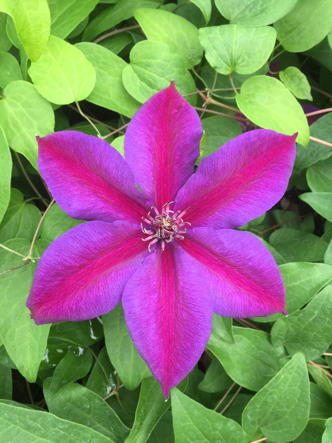 Clematis 'Mrs Norman Thompson'