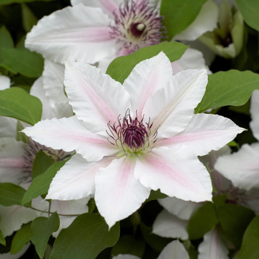 Clematis 'The Countess of Wessex' Raymond Evison (Evipo073) flowering with white and pink petals